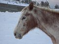 Head of criollo horse in a rescue center in Italy