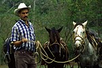 Thumbnail for Horses in Cuba