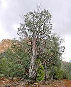 Cupressus glabra, Sedona, Coconino County, Arizona 1.jpg