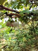 Dew on Salal flowers, Oregon Coast.jpg