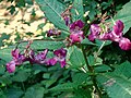 Drüsiges Springkraut (Impatiens glandulifera)