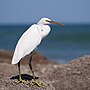 Thumbnail for File:Egretta gularis oman.jpg