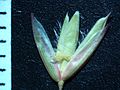 Spighetta (Ehrharta calycina)