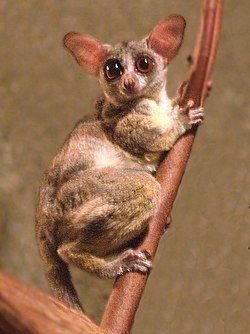 Komba magharibi (Galago senegalensis)