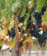 Grapes03.jpg