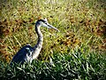 Great Blue Heron Standing in the Weeds