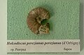 Holcodiscus perezianus perezianus (d'Orbigny) en:Barremian, en:Razgrad at the en:Sofia University "St. Kliment Ohridski Museum" of Paleontology and Historical Geology