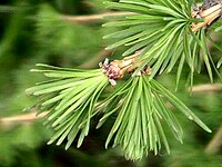 Larix decidua (Europese lork), takje met bebladerde korte loten