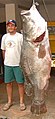 La perca del Nilo, uno de los mayores peces de agua dulce, es una peligrosa especie invasora.