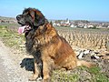 Leonberger: 399 psi (28,5 kg/cm2)