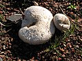 Leucoagaricus leucothites