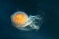 啫哩魚 Lion's mane jellyfish (Cyanea capillata)