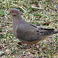 Mourning Dove