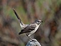 Image 109Northern mockingbird in a "tail up" display in Green-Wood Cemetery