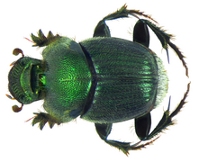 Onthophagus aeruginosus.