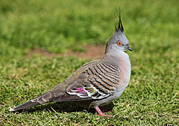 Pigeon-Crested