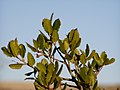 Fulles de garric a Solana del Pino (Castella-La Manxa)