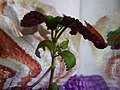 Two red cherry shrimp peek out from behind a plant.