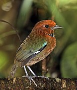 Rufous-headed ground-roller (Atelornis crossleyi)