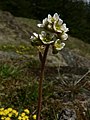 Saxifraga integrifolia