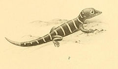 Description de l'image Sphaerodactylus elegantulus 01-Barbour 1921.jpg.