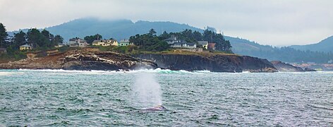 Spouting gray whale Yachats, OR (8008163164).jpg