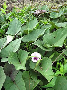 Starr-120606-6842-Ipomoea batatas-flower and leaves-Kahanu Garden NTBG Hana-Maui (25118049916).jpg