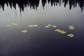 Svartdalstjerna Lakes Primeval Forest Nature Reserve of the Totenaasen Hills in Norway 84.jpg