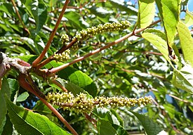 Tapiscia sinensis