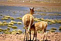Des vigognes sur l'altiplano chilien