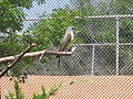 Western Kingbird