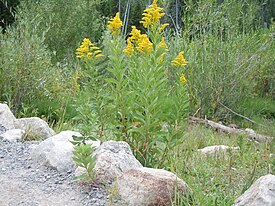 Золотарник канадский (Solidago canadensis)