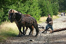 Paarden in de bosbouw in Polen