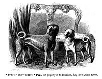 Gravura dos pugs "Punch and Tetty" a partir do livro de 1859 "The Dog in Health and Disease"