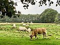 Zondagsbroek (Nationaal Park De Drentsche Aa)