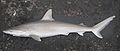 Blacknose shark (Carcharhinus acronotus)