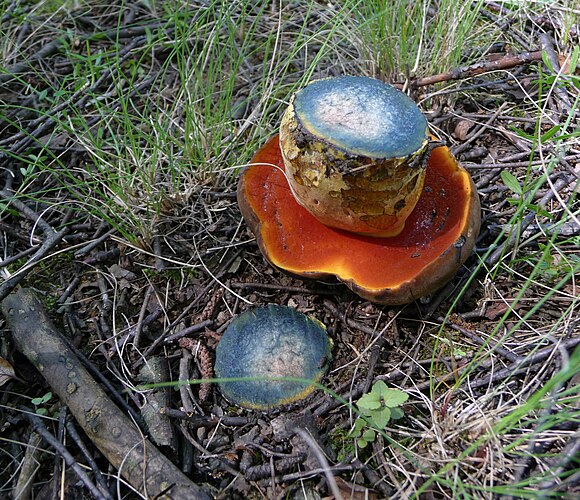 Дубовик крапчатый (Boletus erythropus). Желтый цвет на срезе очень быстро (через несколько секунд) становится синим. Украина