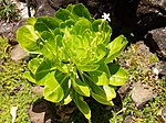 Brighamia insignis