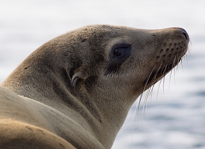 California sea lion in La Jolla