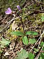 Cardamine nuttallii