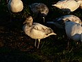 Chen caerulescens