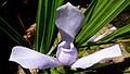 Fleur de Cipura paludosa