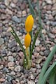 Crocus ancyrensis (F)