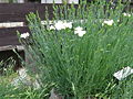 Dianthus caryophyllus