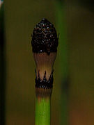 Aspecto general de estróbilo de Equisetum hyemale