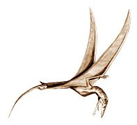 Eudimorphodon (Pterosauria)