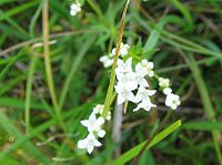 Galium uliginosum