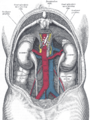 Relațiile viscerelor și vaselor mari ale abdomenului.