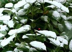 White, red, green. Winter in Germany.