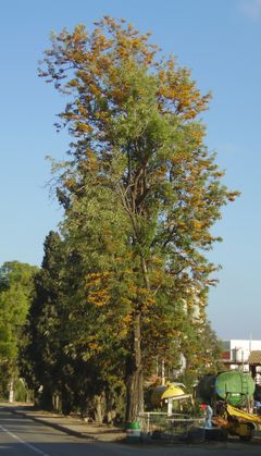 Description de l'image Grevillea robusta flowering in Gan Shmuel01.jpg.